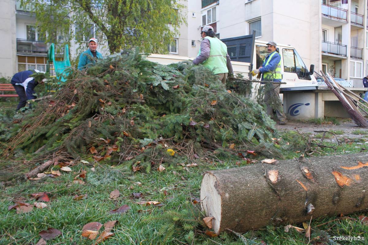 A kivágott fákat a Kuvar-negyedi kazánházhoz szállítják, ahol majd eltüzelik •  Fotó: Pál Árpád