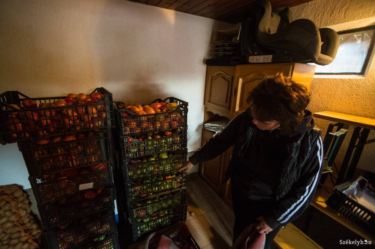 Népszerű a program. A tavalyi négy után idén tizenkét udvarhelyszéki gazda fogott paradicsomtermesztésbe. Archív •  Fotó: Barabás Ákos