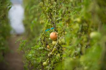 Állami támogatás igényelhető paradicsom-, fokhagyma- és krumplitermesztésre