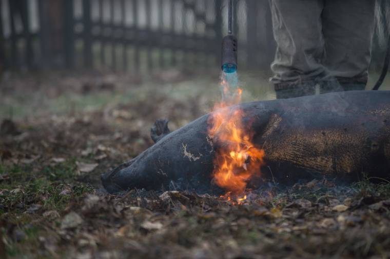 Nem vizsgáltatták be a levágott sertés húsát – baj is lett belőle