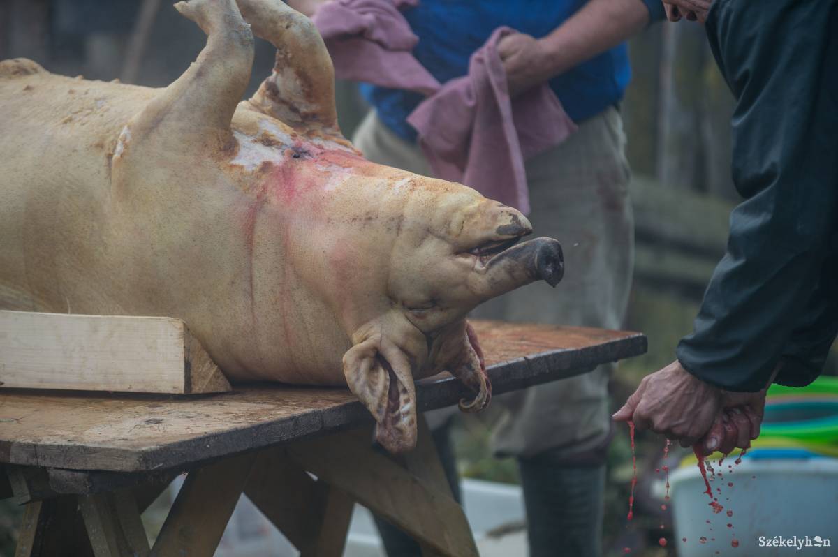 Sokak számára fontos, hogy ne legyen költséges a feldolgozás, ezért háztáji körülmények közt, hagyományosan vágják le a felnevelt disznót •  Fotó: Barabás Ákos