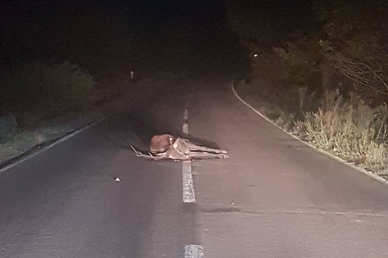 Autó elé ugrott a szarvas