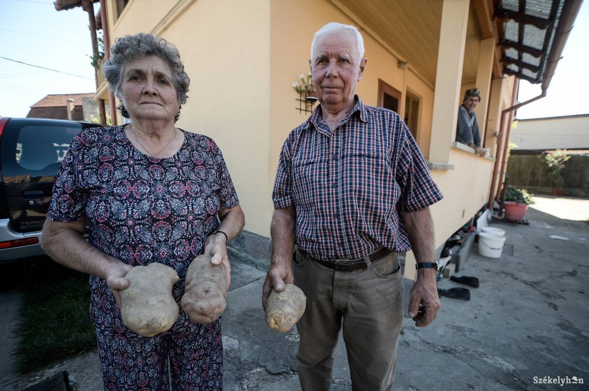 Hatalmasra nőtt krumplik &bullet;  Fotó: Barabás Ákos