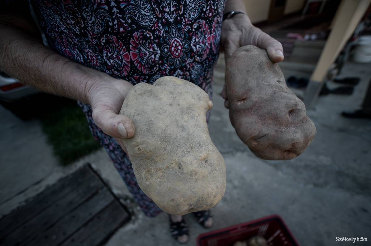 &bullet;  Fotó: Barabás Ákos