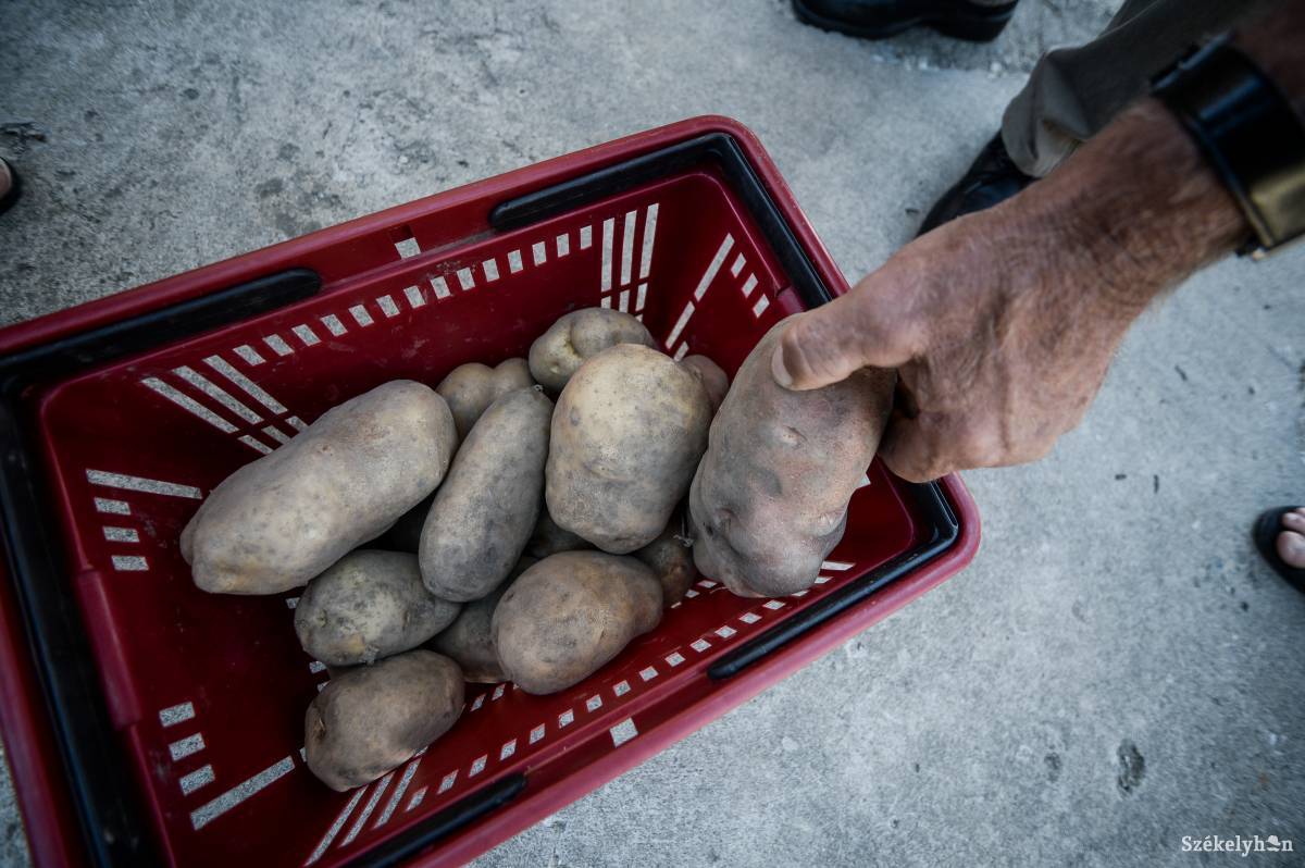 A választáson indulók: krumpli, burgonya, pityóka, kolompér... • Fotó: Barabás Ákos