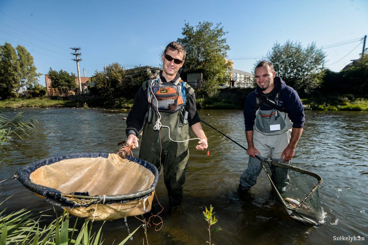 Árammal sokkolva fogták ki a halakat, így próbálták felmérni az állományt •  Fotó: Barabás Ákos