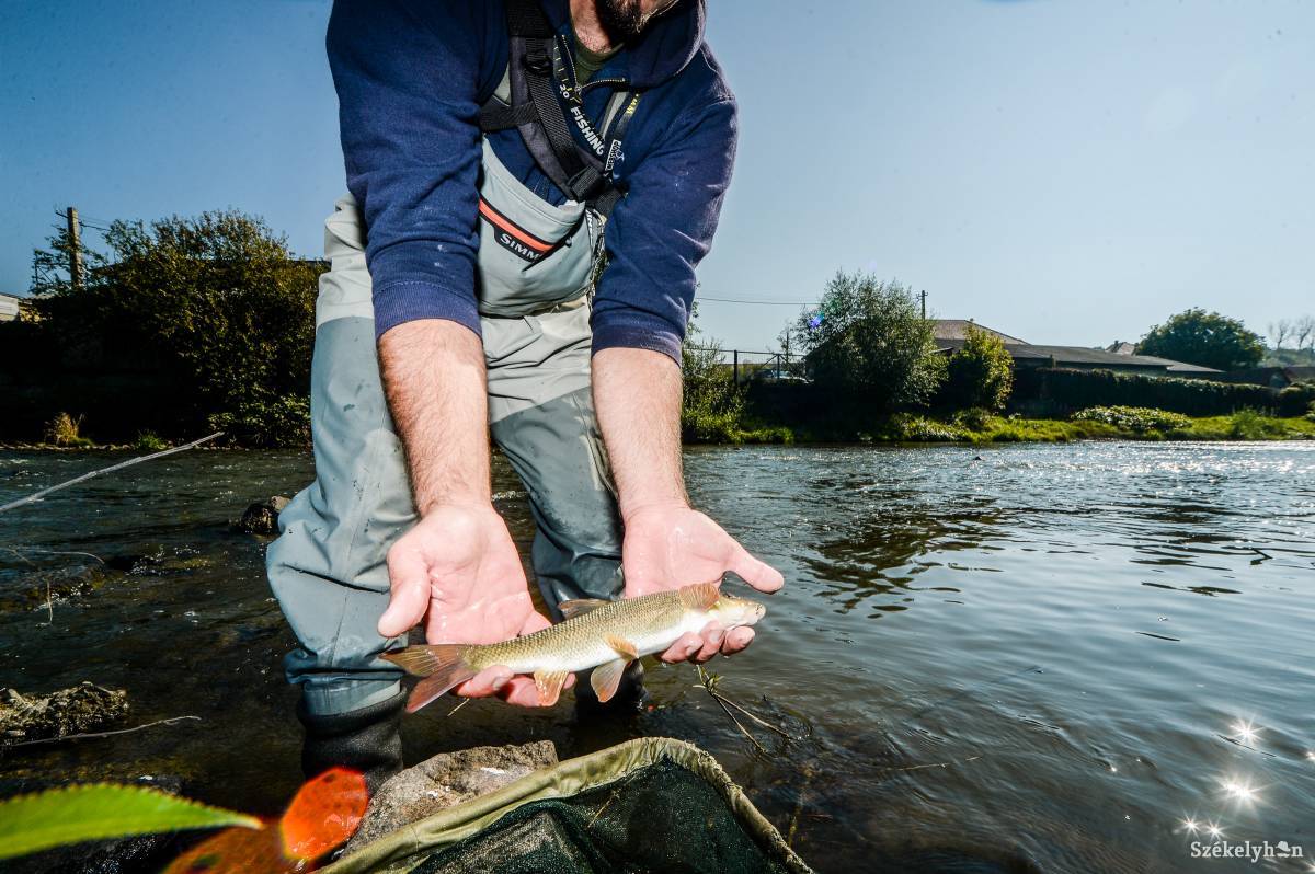 Igazi különlegesség. Rózsás márnát fogtak a folyó udvarhelyi szakaszán •  Fotó: Barabás Ákos