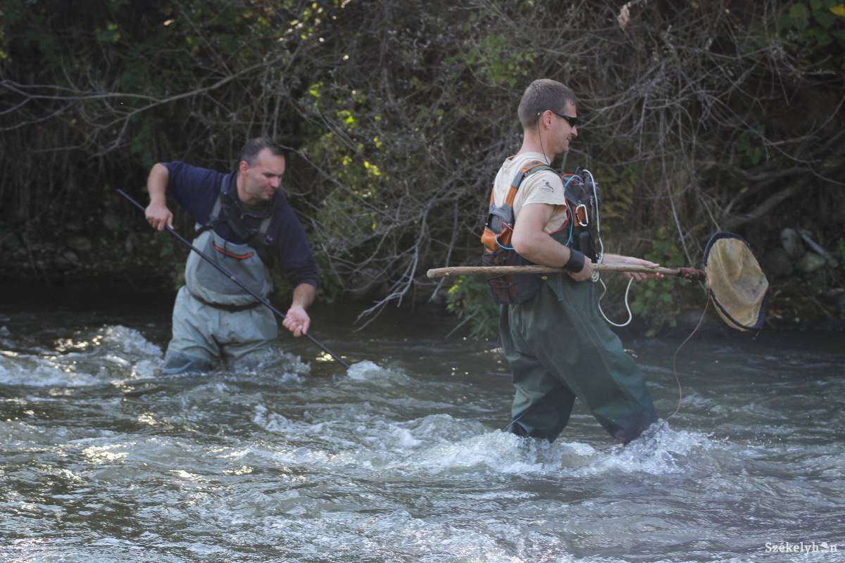 Az emelkedett vízszint miatt nem sikerült megvizsgálni az állományt a Fenyédhez közeli szakaszon •  Fotó: Pál Árpád