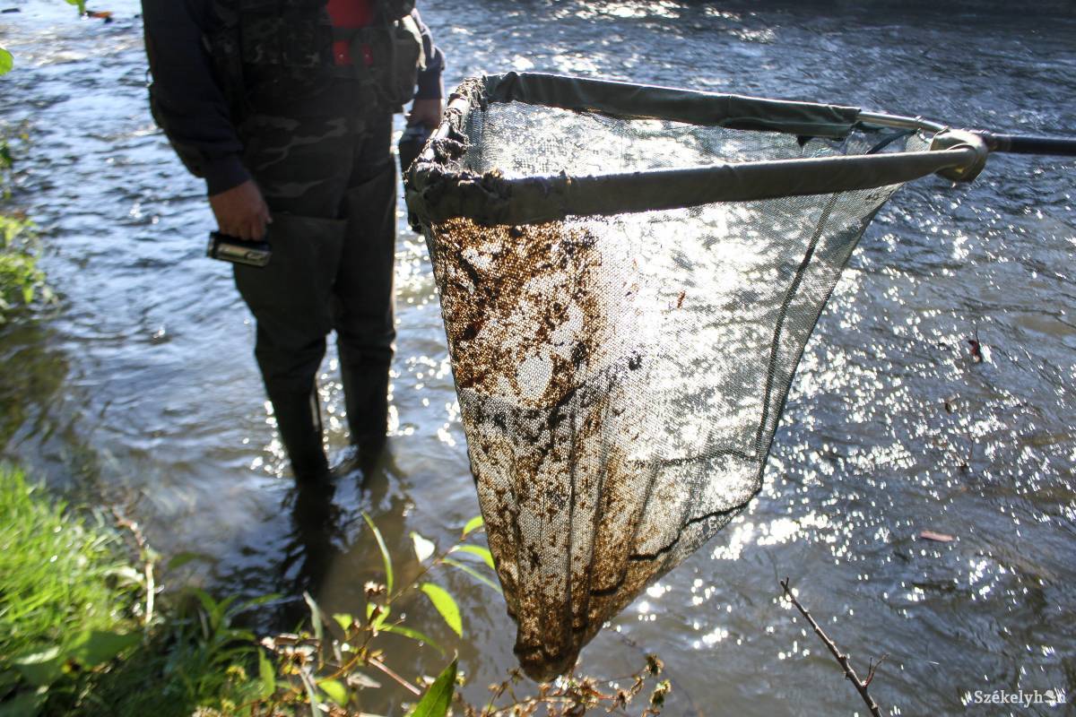 A Küküllő felső szakasza. Tíz perc alatt ennyi szennyeződés akadt fenn a halőr hálóján •  Fotó: Pál Árpád