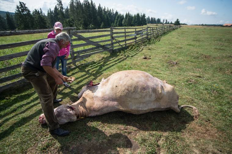 Traktorral hajtottak a medvéhez, hogy elűzzék – későre, a tehén már elpusztult