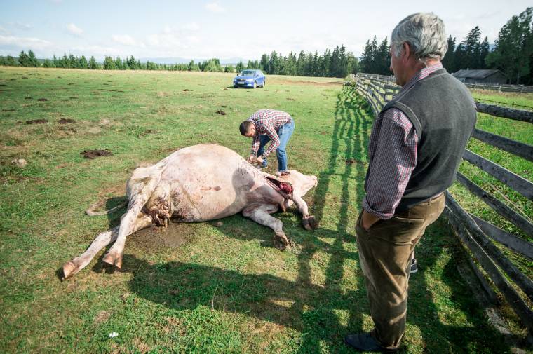 Medveprobléma: brüsszeli nyomásgyakorlásban bíznak a székelyföldi megyék vezetői