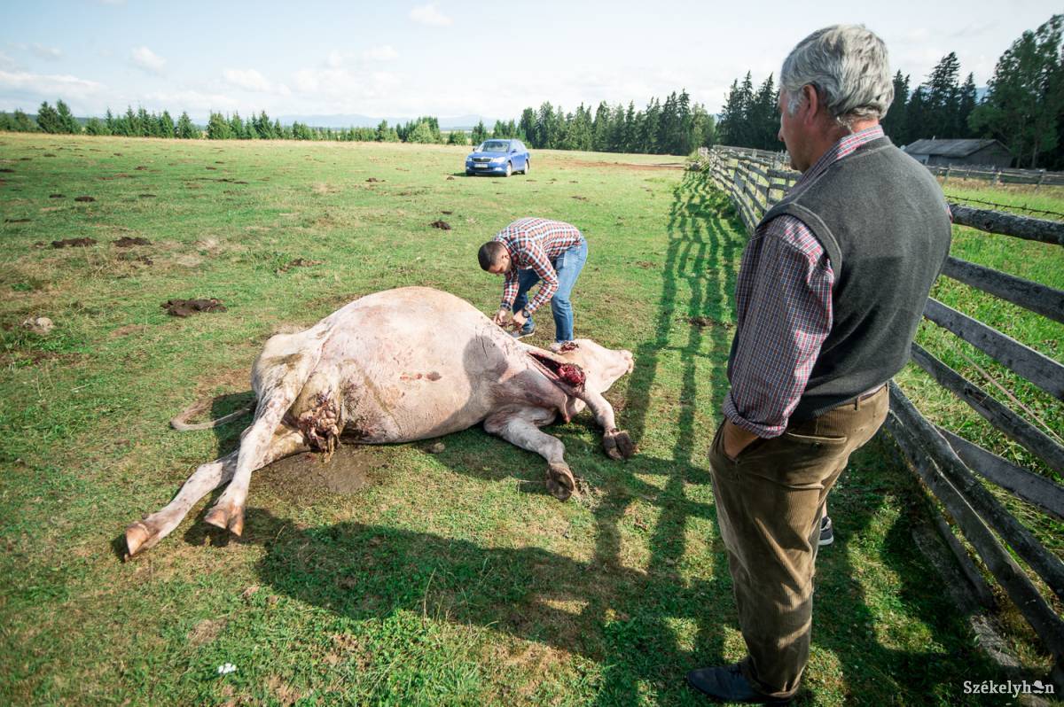 Az emberi életre, a közbiztonságra, a mezőgazdasági termésre és az állatállományra is veszélyt jelent az egyre inkább elszaporodó medveállomány •  Fotó: Barabás Ákos