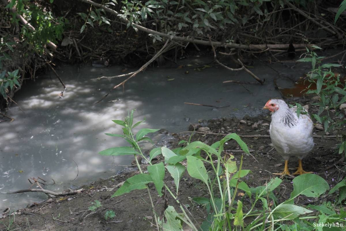 Az állatok sem ittak a vízből •  Fotó: Pál Árpád