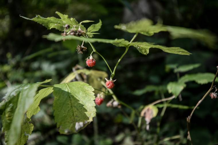 Nem jut mindenkinek erdei gyümölcs a Madarasi Hargitáról