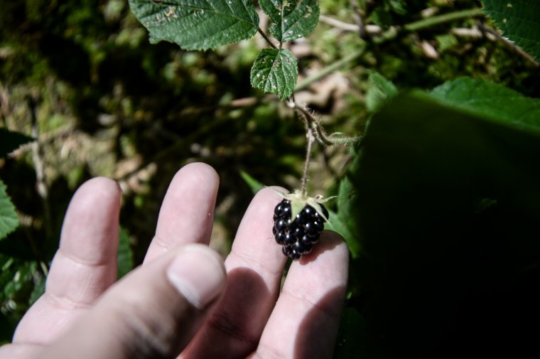 Magas vitamin, alacsony károsanyag-tartalom: az idénygyümölcsök