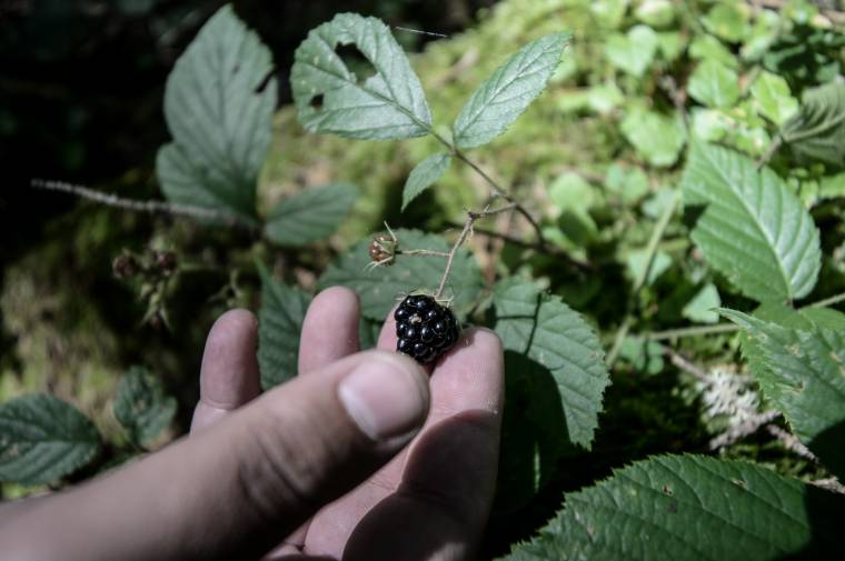 Napijegyet váltva lehet gyűjtögetni a Hargitán
