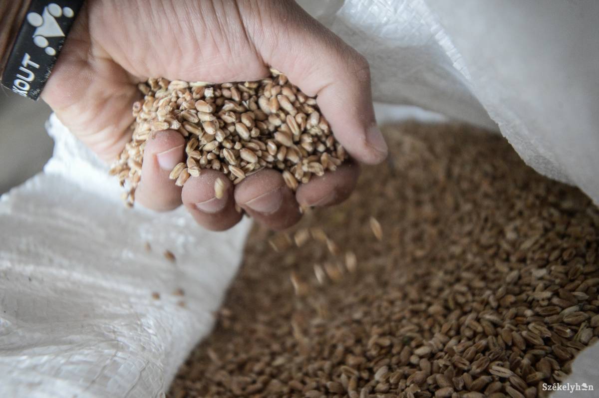 Kárpát-medence-szerte gyűl a búza a magyarok kenyeréhez. A Partiumban Szalacson gyűjtik az éltető gabonát • Fotó: Barabás Ákos