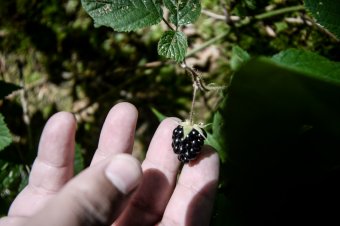 Magas vitamin, alacsony károsanyag-tartalom: az idénygyümölcsök