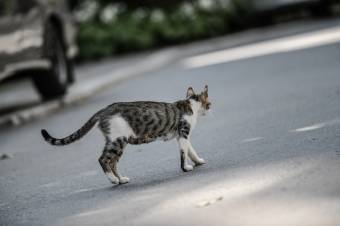 Állatkínzás miatt indult eljárás, miután egy gyerek ostorral vert egy megkötött macskát