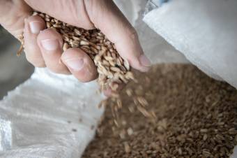 Hiába szorgalmazta öt tagállam a tilalom meghosszabbítását, az EU feloldotta az ukrán gabonaembargót