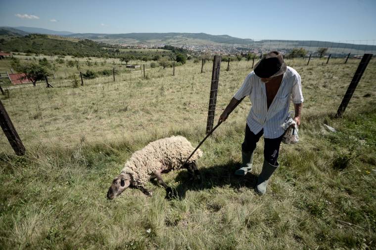 Az állattartó gazdáknak okozták a legtöbb kárt a medvék