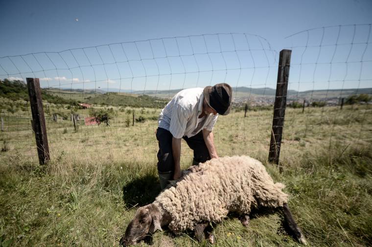 Hő- és mozgásérzékelő riasztóberendezés segítségével tartanák távol a vadállatokat a gazdaságoktól