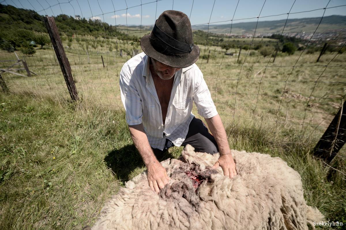 A medvék idén 163 nagy termetű haszonállatot, valamint 138 juhot és kecskét, illetve 208 kisebb háziállatot öltek meg Hargita megyében •  Fotó: Barabás Ákos