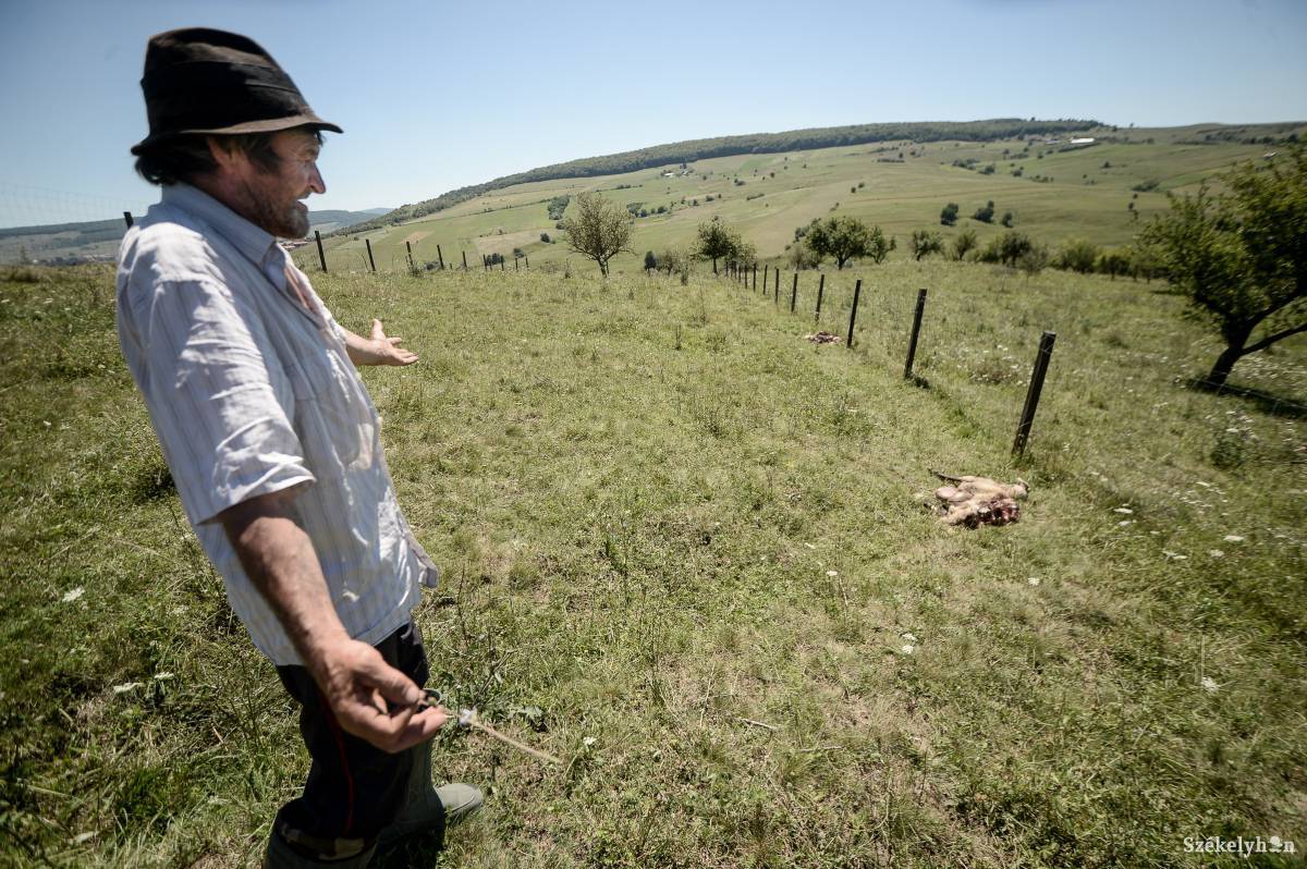 Fájdalomdíj. Pozitív elbírálás esetén a kárpótlást 30 napon belül meg kell ejteni &bullet;  Fotó: Barabás Ákos