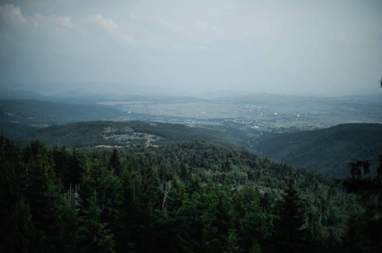 Hiába is lopnák a fenyőt, nincs kinek eladni