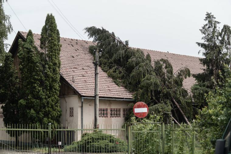 Lakóövezetben nem javallott fenyőt ültetni – kivágják a veszélyesnek ítélt fákat