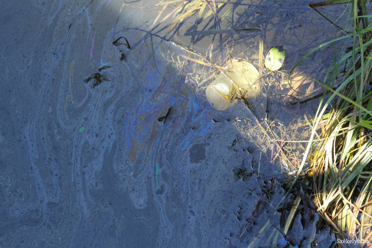 Illusztráció •  Fotó: Pál Árpád