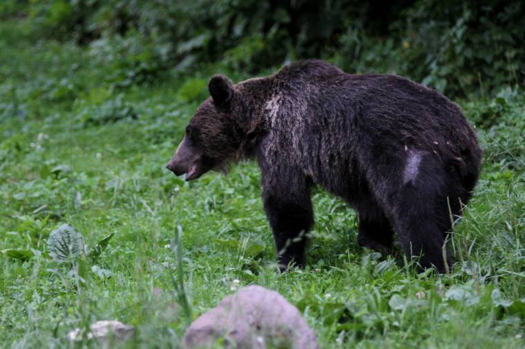Disznókat öltek a medvék