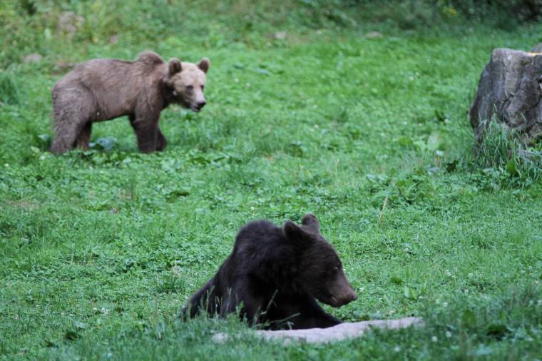 Kevés medve kilövésére lehet engedély kérni Kovászna megyében