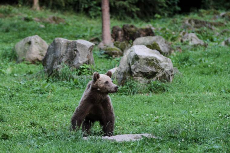 Testi épségüket féltik az ingázók és az iskolások a faluba naponta bejáró medve miatt