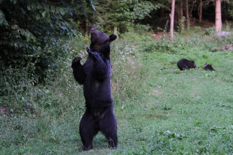 Szafaripark mint megoldás a medveproblémára?