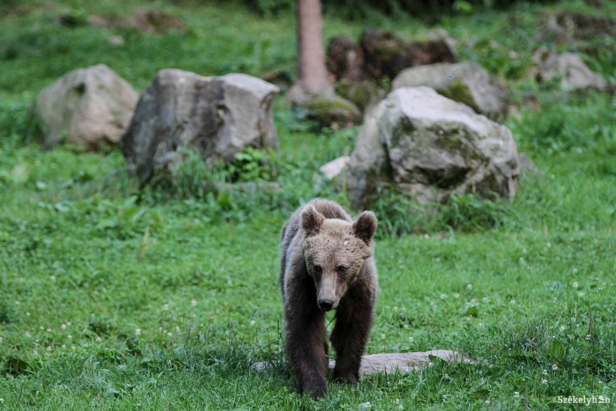 Az a legjobb, ha elkerüljük a medvével való találkozást. De ha mégis bekövetkezik, akkor is van, mivel védekezni •  Fotó: Pál Árpád