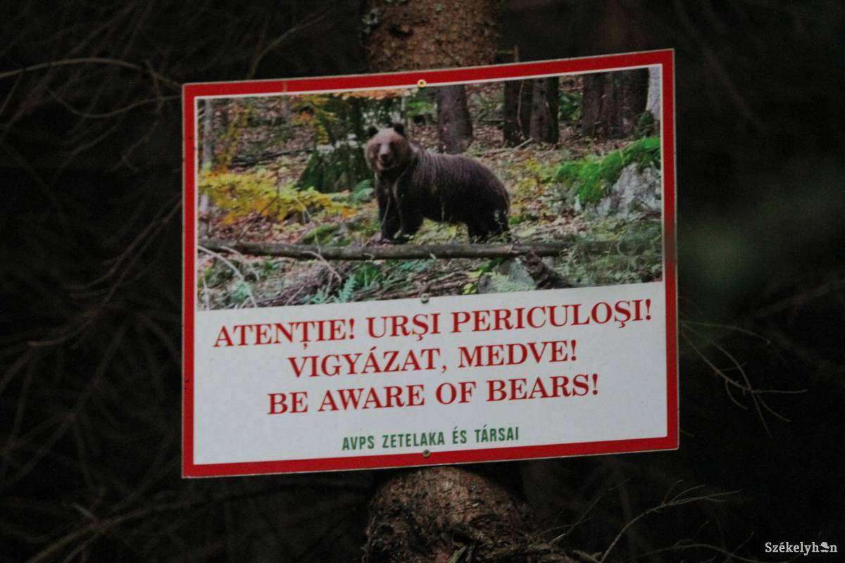 Medvére figyelmeztető tábla. Egyre gyakoribb látvány a vadállat az ember lakta területeken. Illusztráció •  Fotó: Pál Árpád