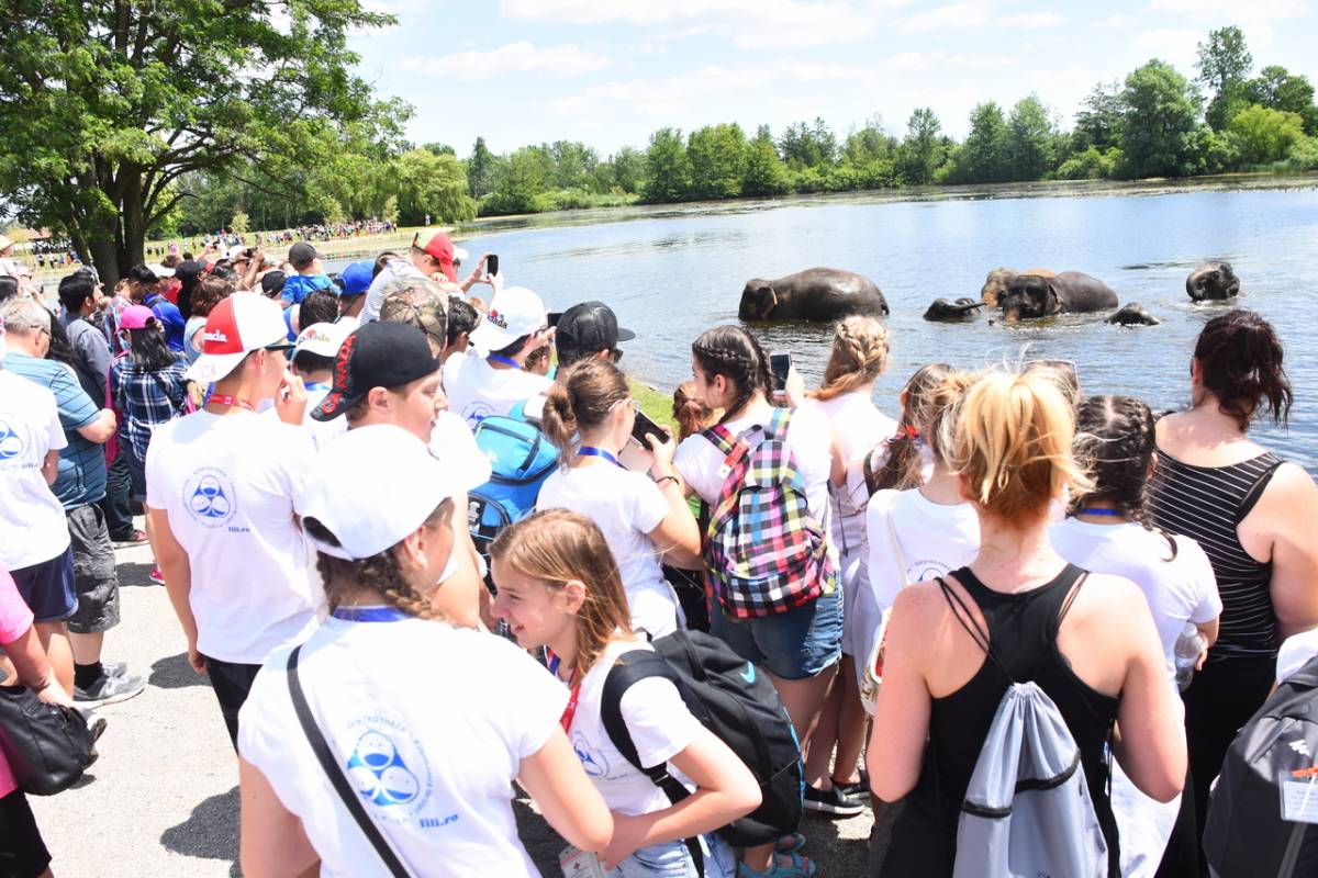 Elefántfürdetés a Lion szafariparkban &bullet;  Fotó: Tókos Attila / Fili.hu