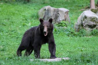 Újabb medve bukkant fel Lövétén