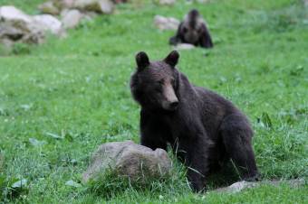 Csak akkor lőhetik ki a somlyói medvéket, ha veszélyeztetik az emberi életet