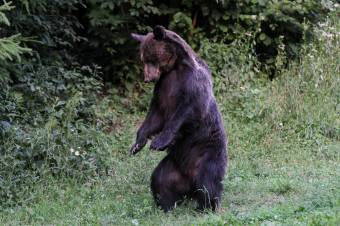 Pásztorra támadt a medve Bölönben