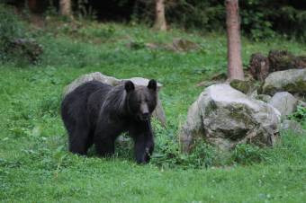 Törvénytelenek a medvelesek a környezetvédelmi miniszter szerint