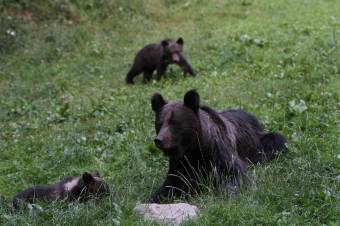 Évről évre több a medve Háromszéken is