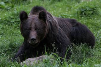 Ellenőrizhetetlen a barnamedvék helyzete