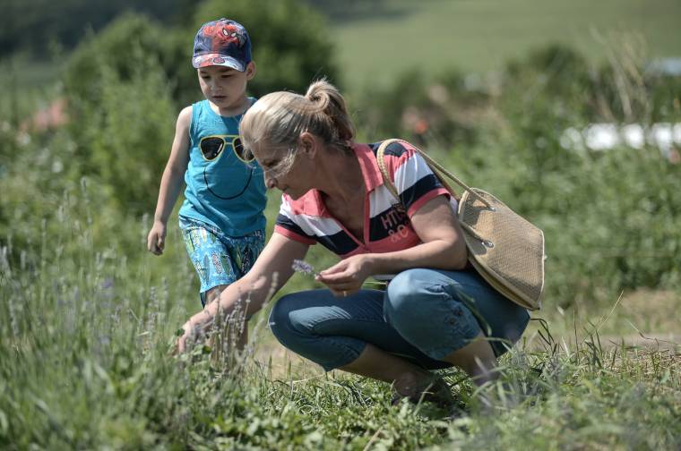 Székelyföldi Levendulafesztivál Csekefalván