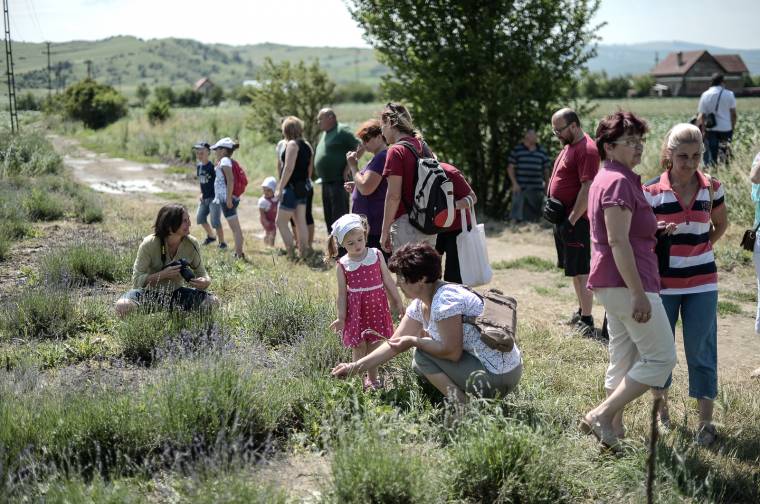 Belengte a levendula illata a közösségi térré alakult ültetvényt