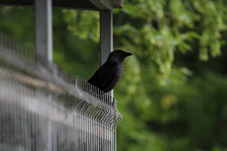 Kitartást igénylő módszerrel számolták fel a varjúproblémát Sepsiszentgyörgyön