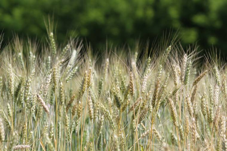 Kárpát-medencei hagyományőrző aratóünnepre készülnek Székelyudvarhelyen