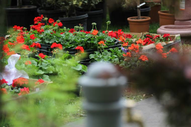 Kertészeti kiállítás és vásár Székelyudvarhelyen