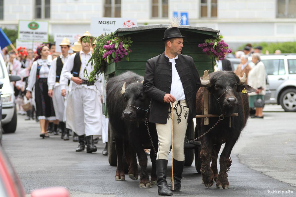 Évtizedek óta először ismét a borvizes bivalyszekér vezette fel a népviseleti parádét •  Fotó: Pál Árpád
